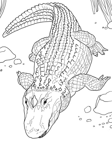 American alligator coloring book